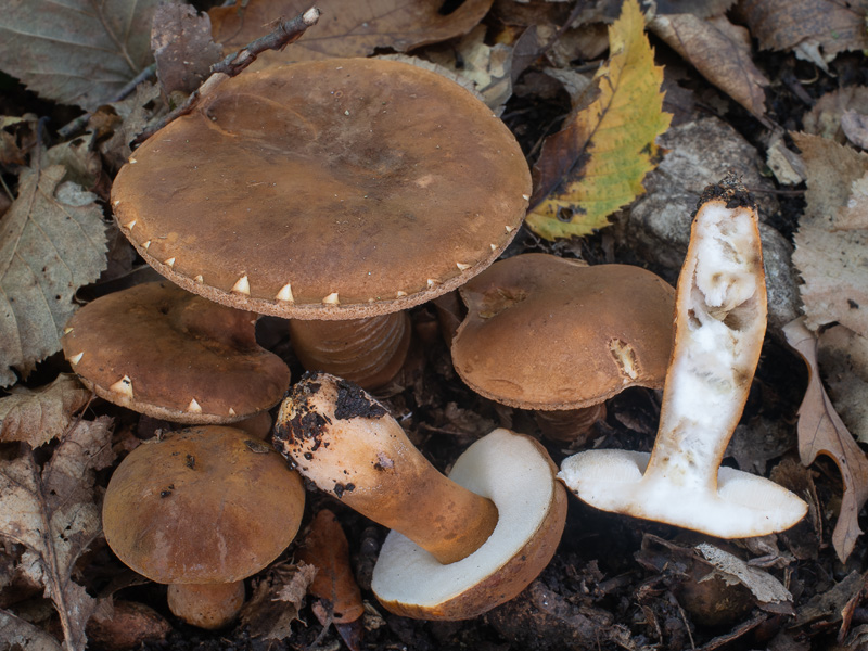 Gyroporus castaneus Gyroporus castaneus